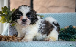 Shih Tzu dogs for sale: Trent - Image 4