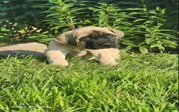 English Mastiff dogs for sale: Peanut - Image 15