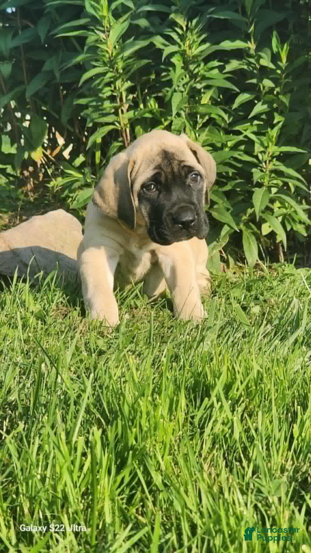 English Mastiff dogs for sale: Peanut - Image 15