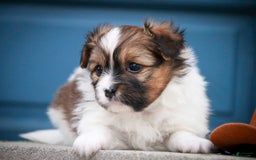 Papillon dogs for sale: Rome - Image 10