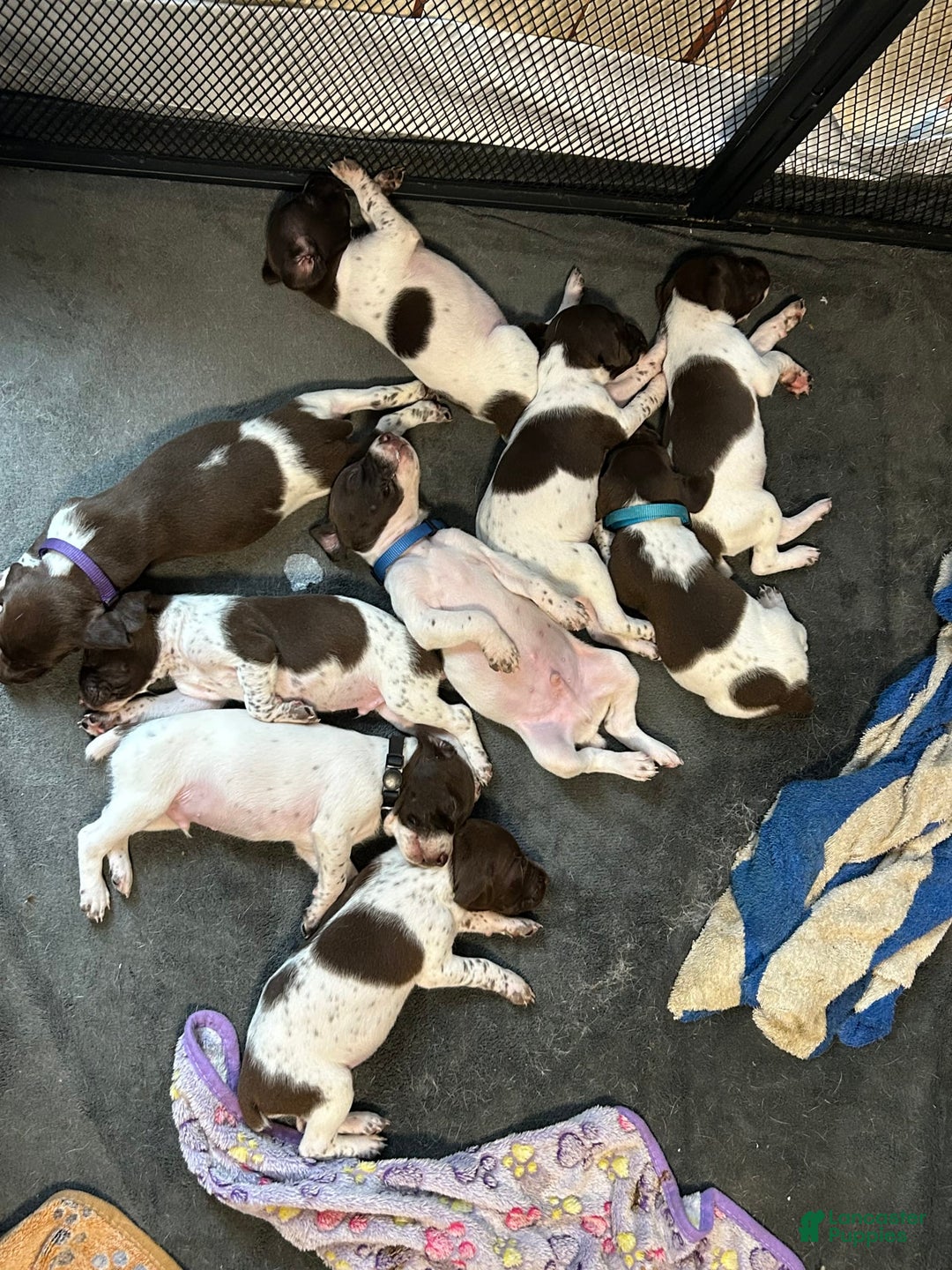 German Shorthaired Pointer dogs for sale: Black - Image 5
