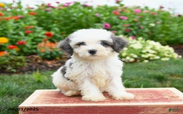 Miniature Poodle dogs for sale: Nutmeg - Image 4