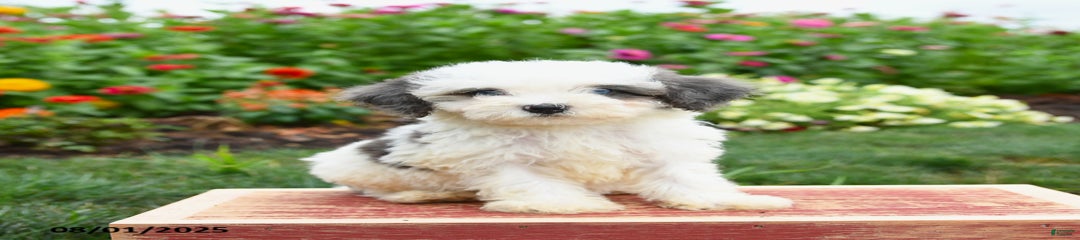 Nutmeg