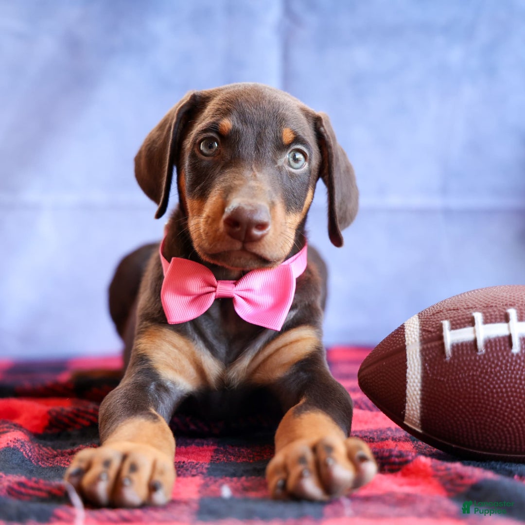 Doberman Pinscher dogs for sale: Dakota - Image 14