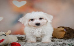 Bichon Frise dogs for sale: Beverly - Image 8