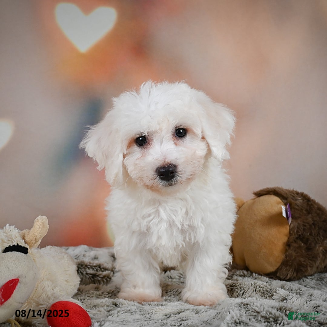 Bichon Frise dogs for sale: Beverly - Image 8