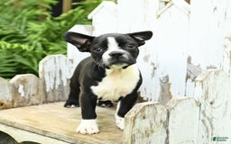 Boston Terrier dogs for sale: Boston Terrier 4 puppies - Image 4