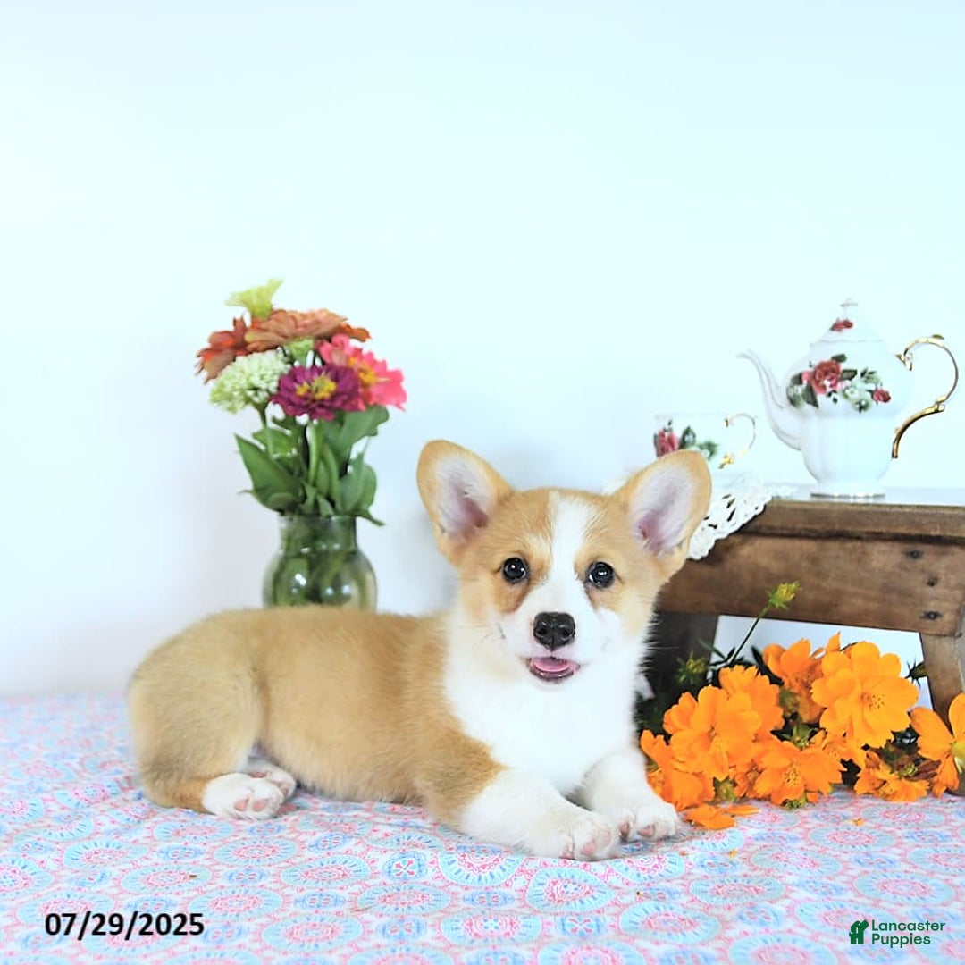 Welsh Corgi Pembroke dogs for sale: Hope - Image 3