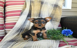 Yorkshire Terrier dogs for sale: Tucker - Image 3