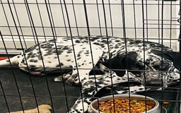 Dalmatian dogs for sale: Ghost - Image 3