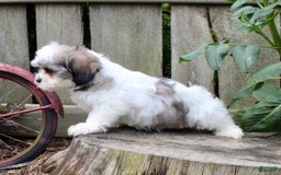 Malshi dogs for sale: Lucky - Image 3