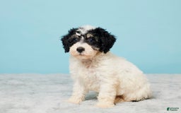 Miniature Poodle dogs for sale: Russ - Image 4