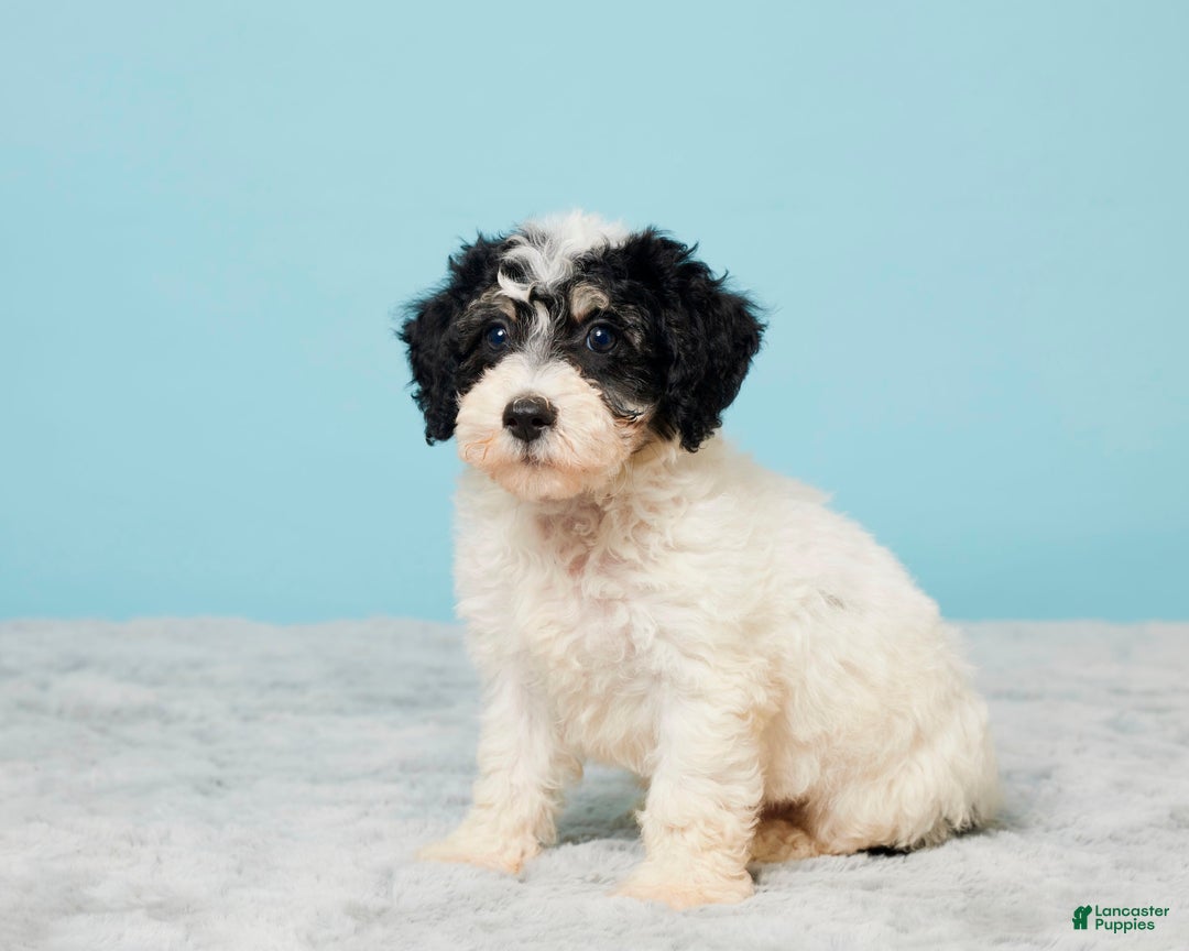 Miniature Poodle dogs for sale: Russ - Image 4