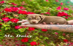American Bully dogs for sale: Ms. Daisy - Image 3