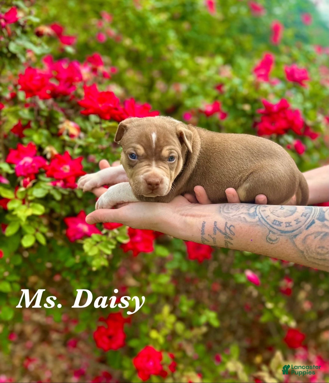 American Bully dogs for sale: Ms. Daisy - Image 3