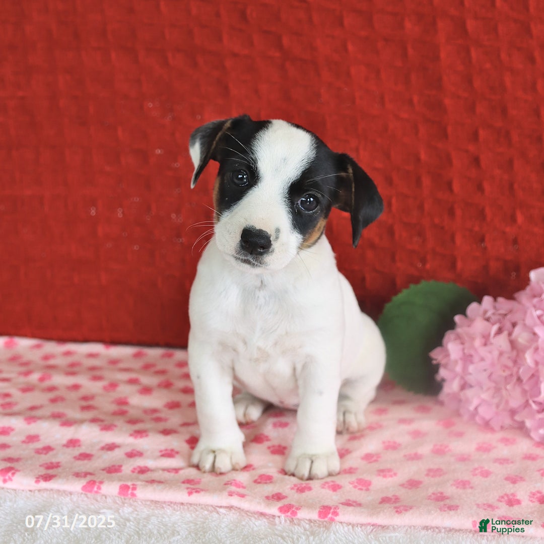 Jack Russell Terrier dogs for sale: Ruby - Image 1