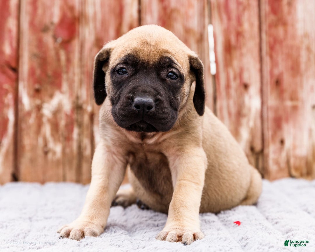 English Mastiff dogs for sale: Hazel - Image 1