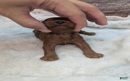 Cavapoo dogs for sale: Hermes - Image 4