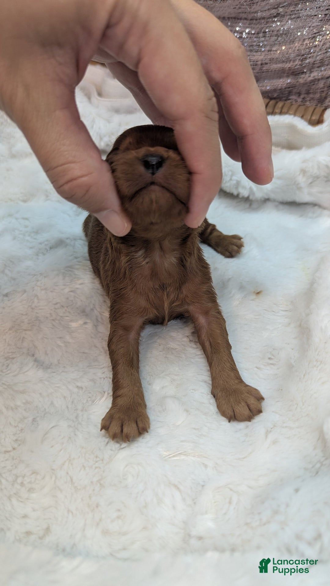 Cavapoo dogs for sale: Hermes - Image 4