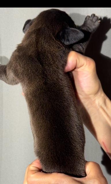 Great Dane dogs for sale: Queenie - Black - Image 1