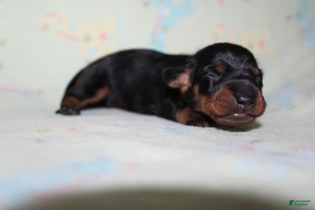 Dachshund dogs for sale: Raven Girl 2 - Image 6