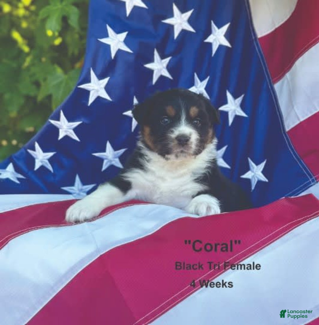 Australian Shepherd dogs for sale: Coral - Image 1