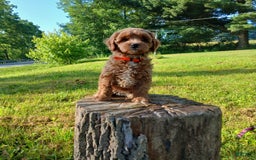 Cavapoo dogs for sale: Sunshine - Image 4