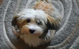 Havanese dogs for sale: Brasii - Image 7