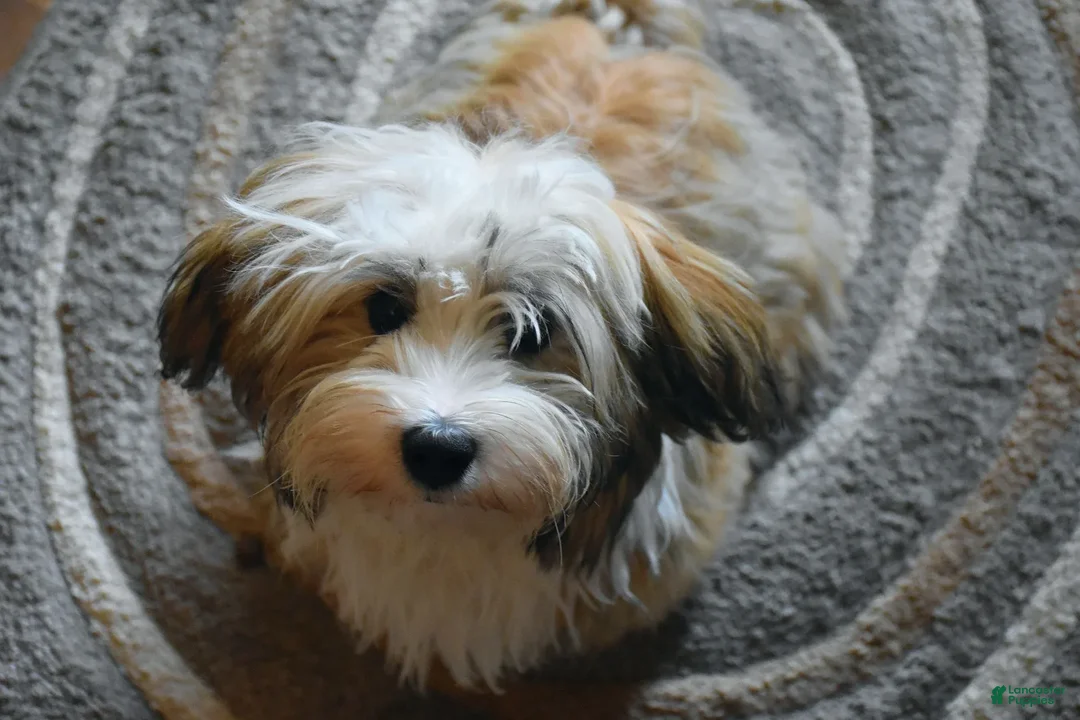 Havanese dogs for sale: Brasii - Image 7