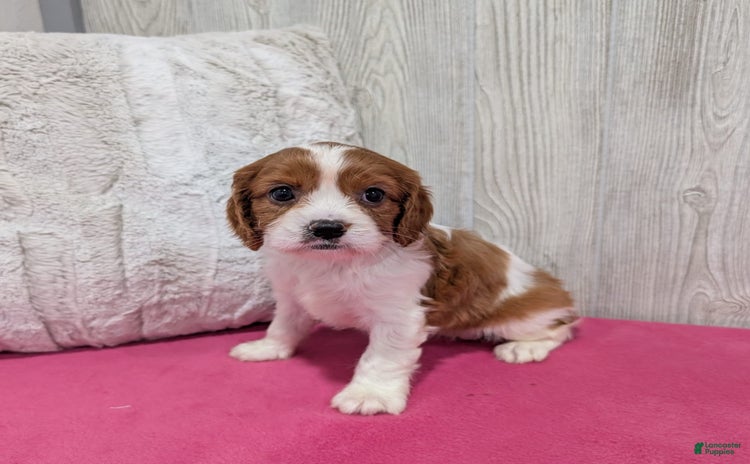 Cavapoo dogs for sale - Ad 5