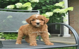 Mini Goldendoodle dogs for sale: Leo - Image 3