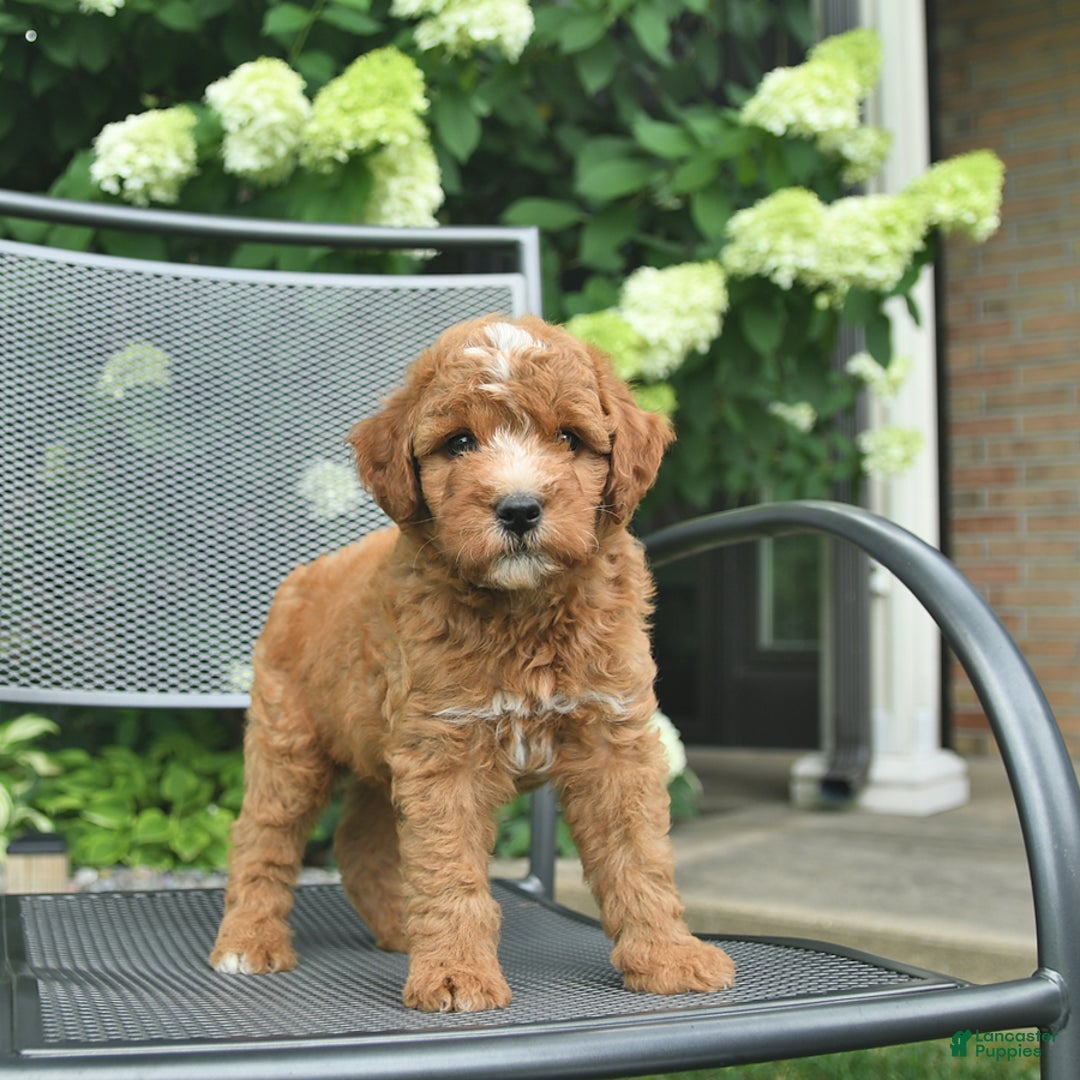 Mini Goldendoodle dogs for sale: Leo - Image 3