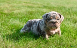 English Bulldog dogs for sale: Sadie - Image 6