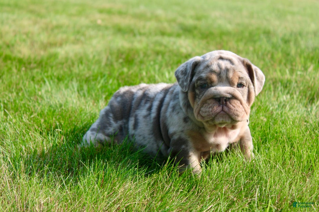 English Bulldog dogs for sale: Sadie - Image 6