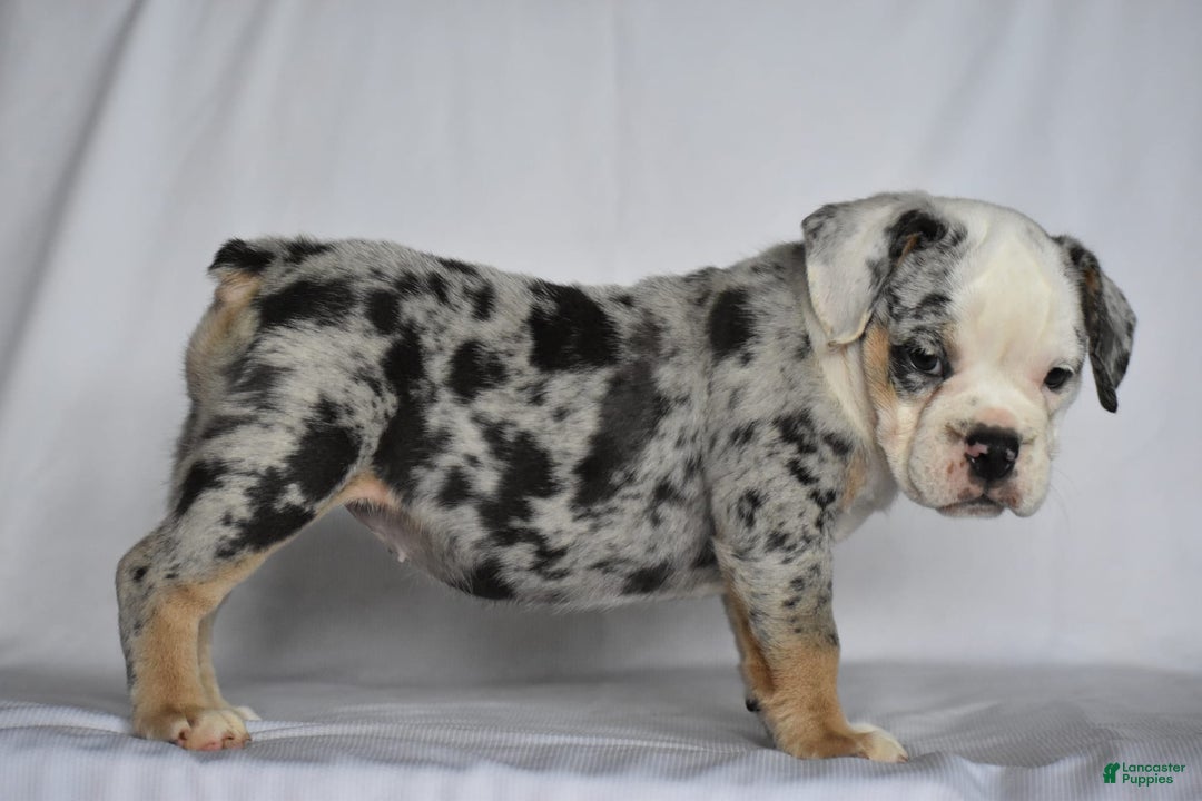 Beabull dogs for sale: Diamond - Image 10