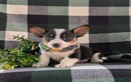Welsh Corgi Pembroke dogs for sale: Welsh Corgi (Pembroke) 6 puppies - Image 21