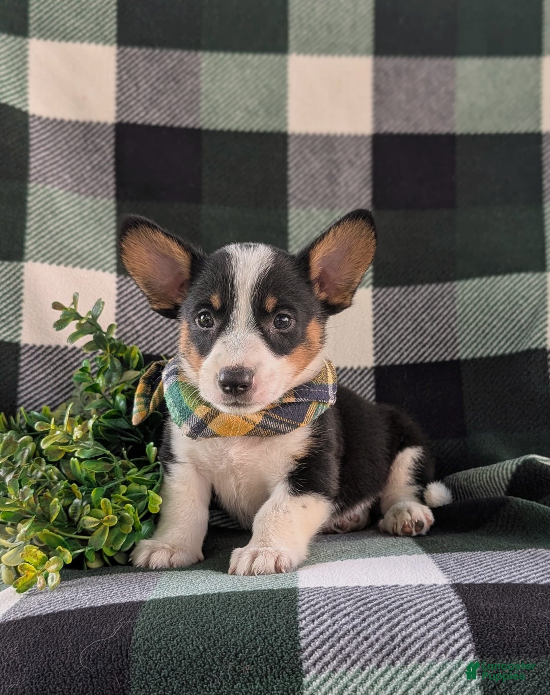 Welsh Corgi Pembroke dogs for sale: Welsh Corgi (Pembroke) 6 puppies - Image 21