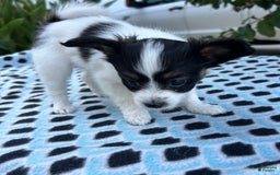 Papillon dogs for sale: Female Puppy 1 - Image 10