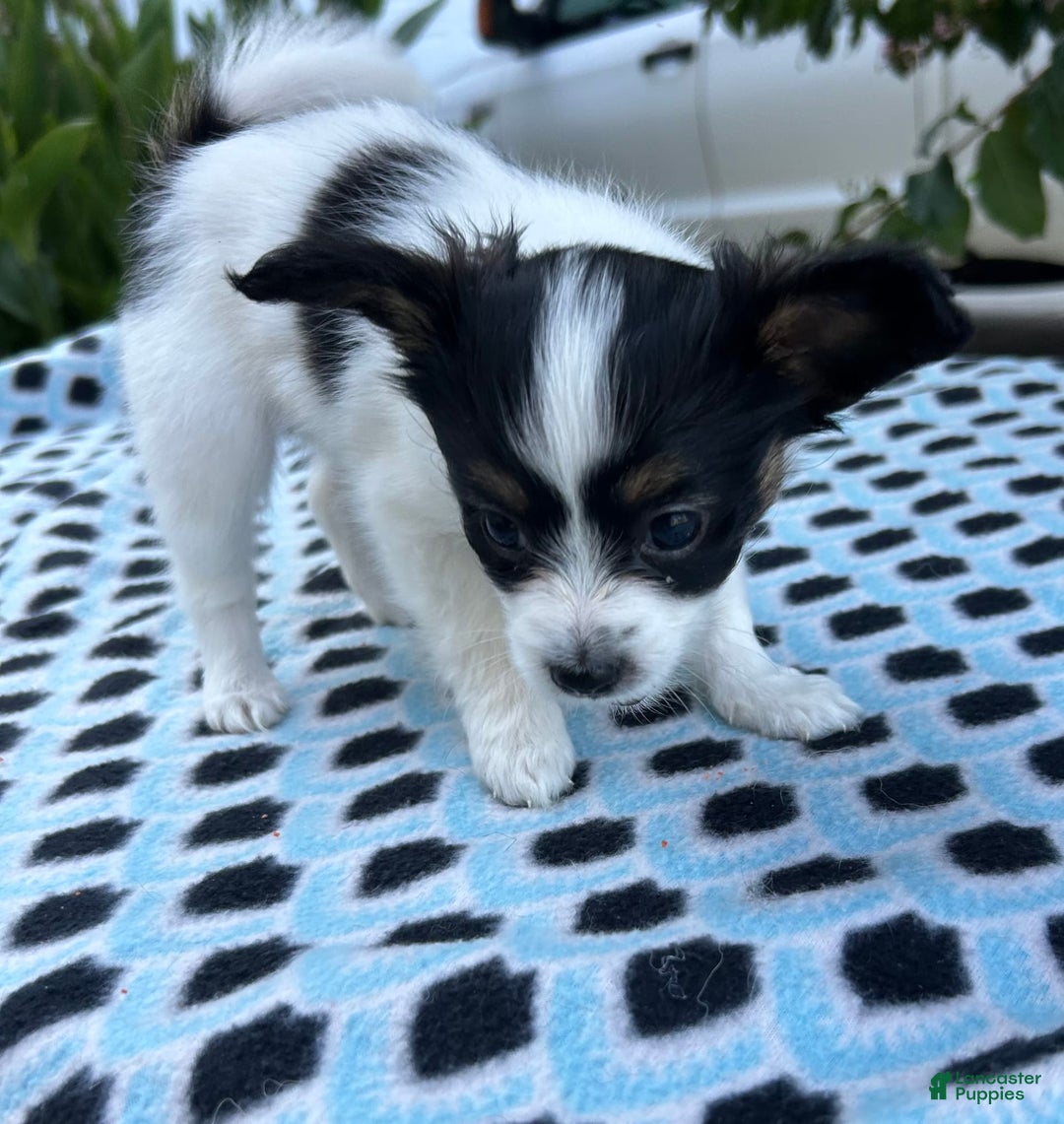 Papillon dogs for sale: Female Puppy 1 - Image 10