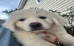 Great Pyrenees dogs for sale: Girl 1 - Image 1
