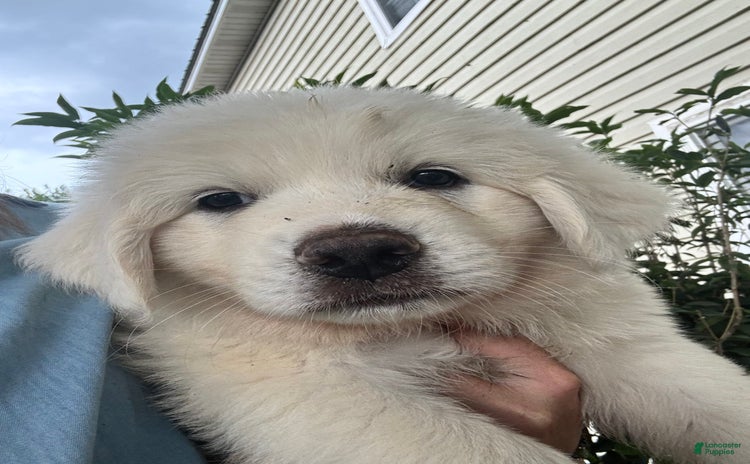 Great Pyrenees dogs for sale - Ad 3