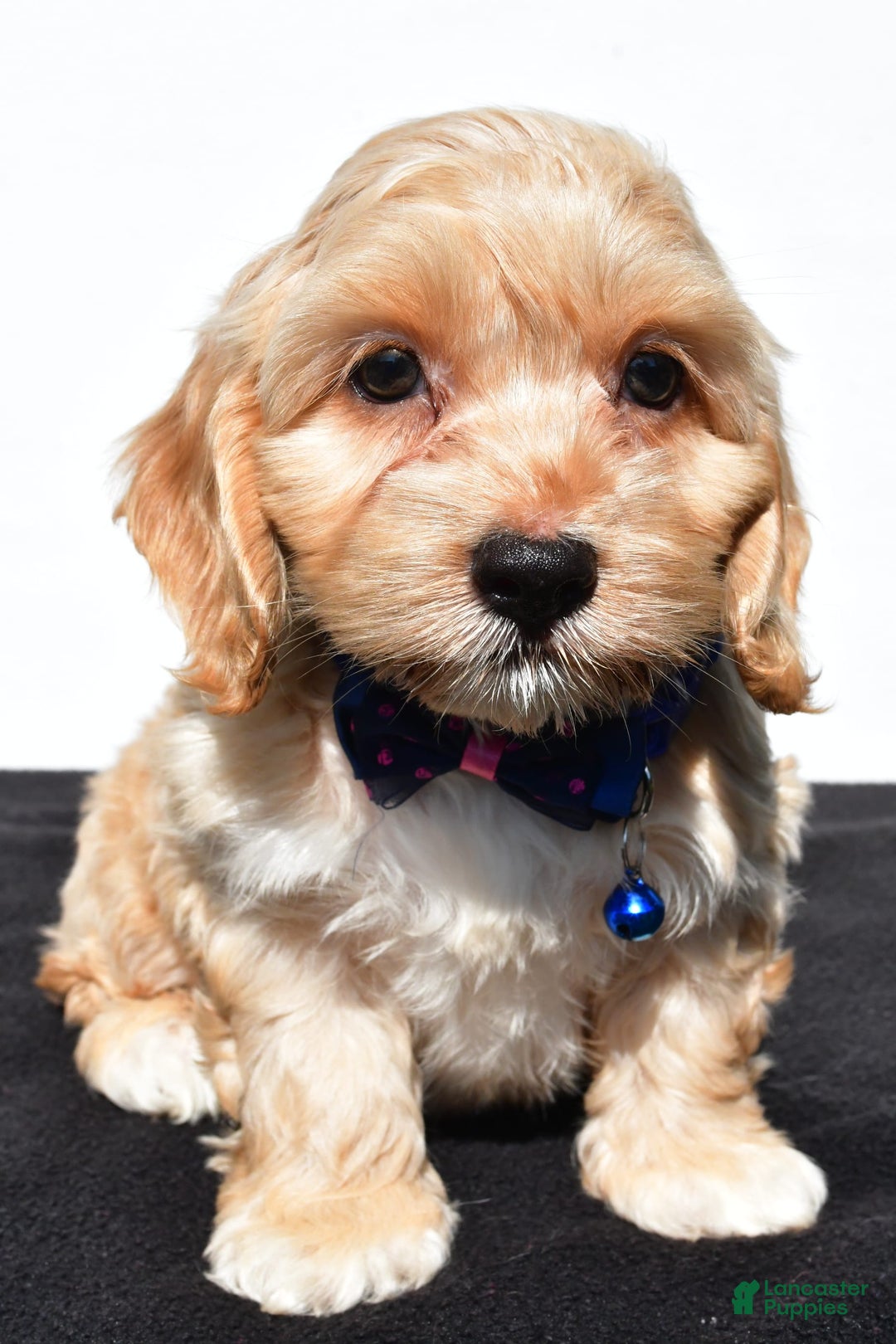 Cockapoo dogs for sale: Wes - Image 1