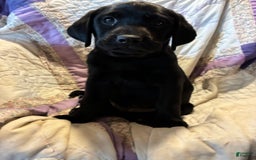 Labrador Retriever dogs for sale: Milo - Image 1