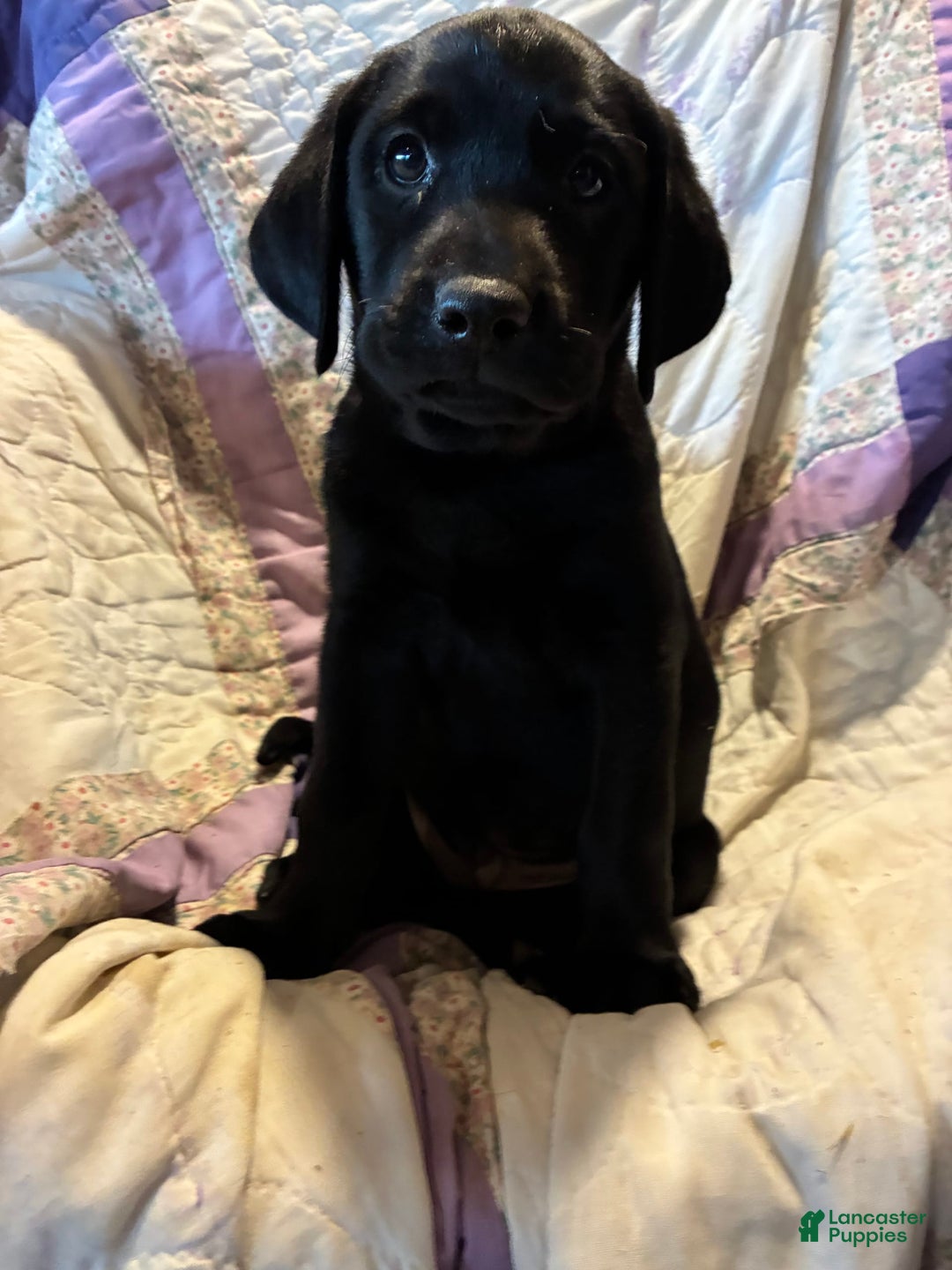 Labrador Retriever dogs for sale: Milo - Image 1