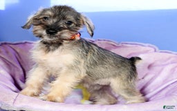 Miniature Schnauzer dogs for sale: Betty - Image 6