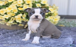 Boston Terrier dogs for sale: Happy - Image 3