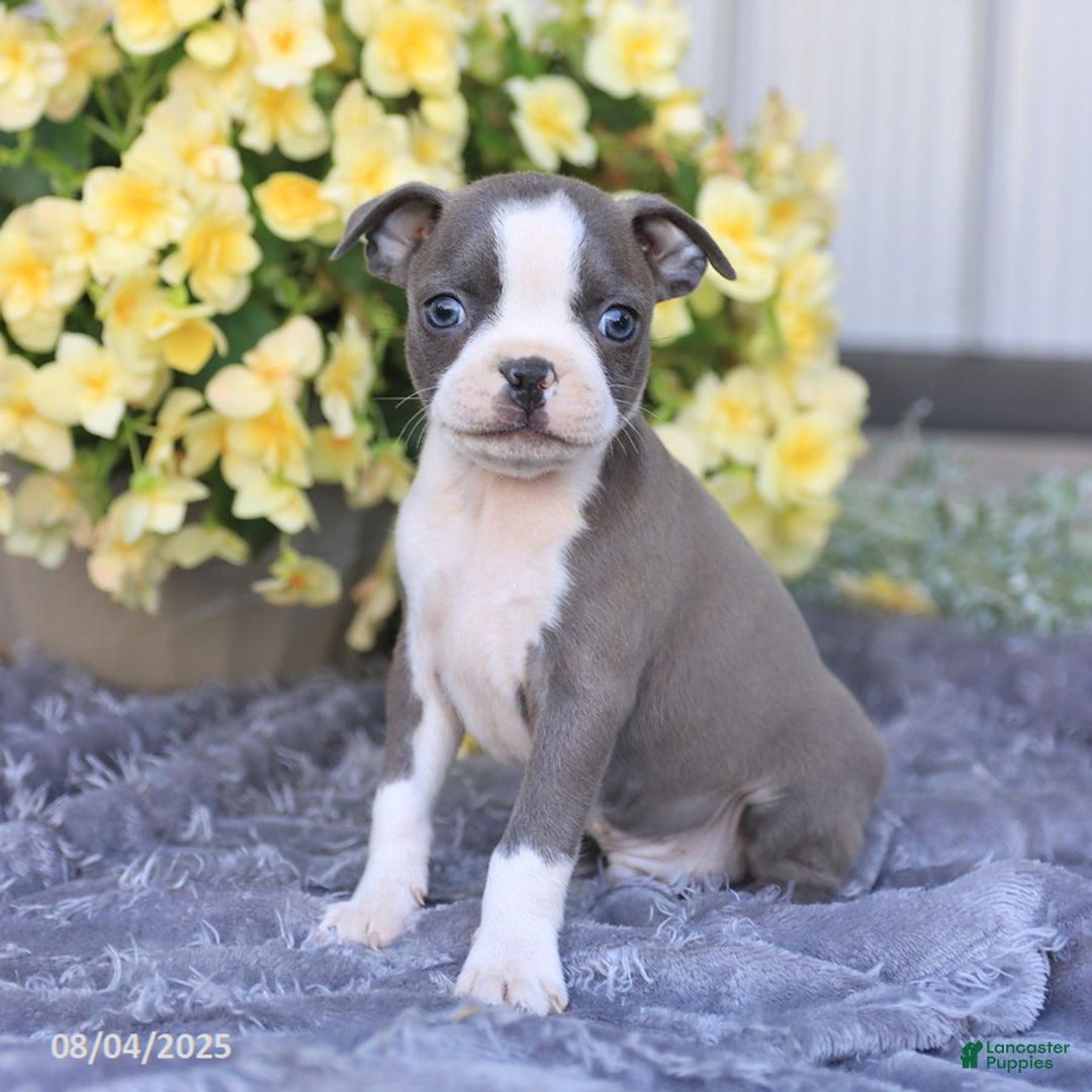 Boston Terrier dogs for sale: Happy - Image 3