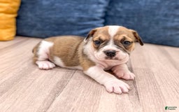 Beabull dogs for sale: Destiney - Image 2