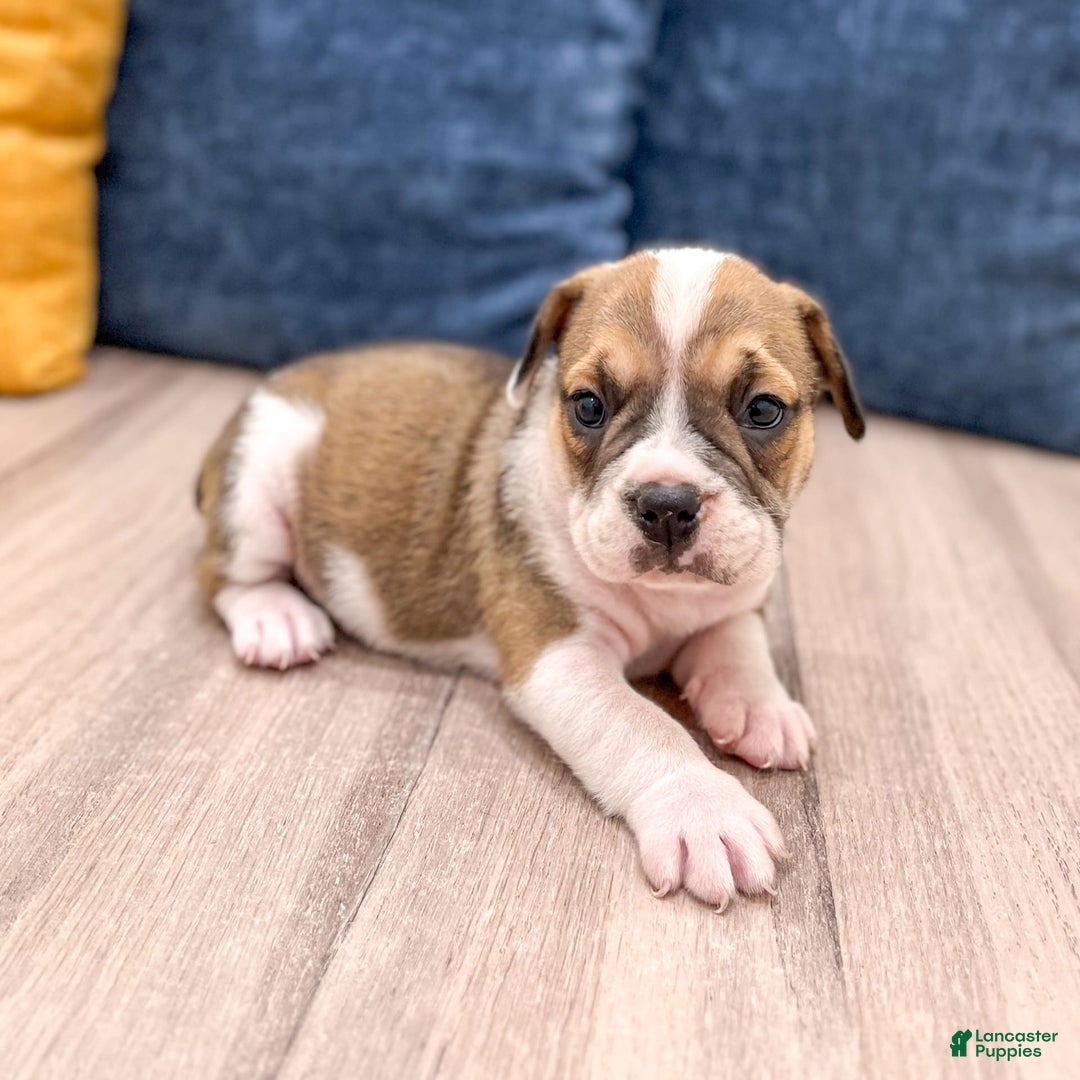 Beabull dogs for sale: Destiney - Image 2