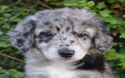 Mini Aussiedoodle dogs for sale: Mini Angel - Image 7